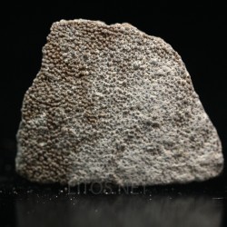 Cáscara de huevo de dinosaurio