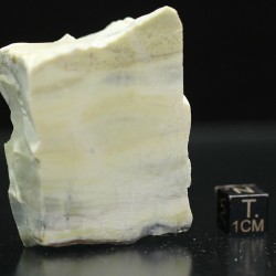 Algas verde-azuladas fósiles