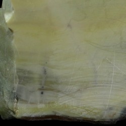 Algas verde-azuladas fósiles