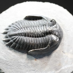 Hollardops mesocristatus