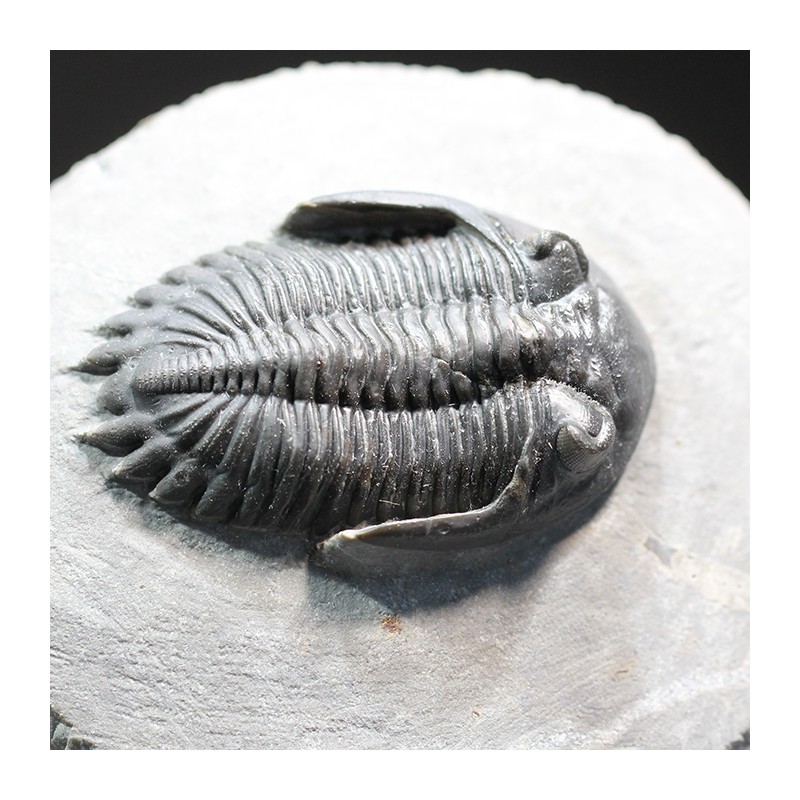 Hollardops mesocristatus