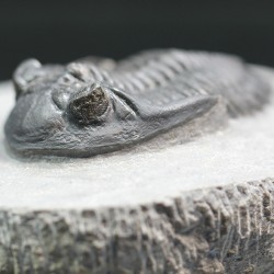 Hollardops mesocristatus