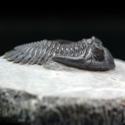 Hollardops mesocristatus