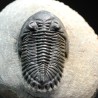 Hollardops mesocristatus