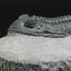 Hollardops mesocristatus