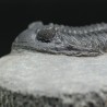 Hollardops mesocristatus