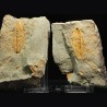 Hamatolenus vincenti