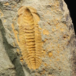 Hamatolenus vincenti