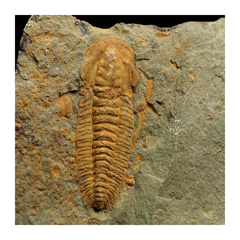 Hamatolenus vincenti