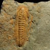 Hamatolenus vincenti