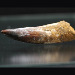 Spinosaurus aegyptiacus diente fosil