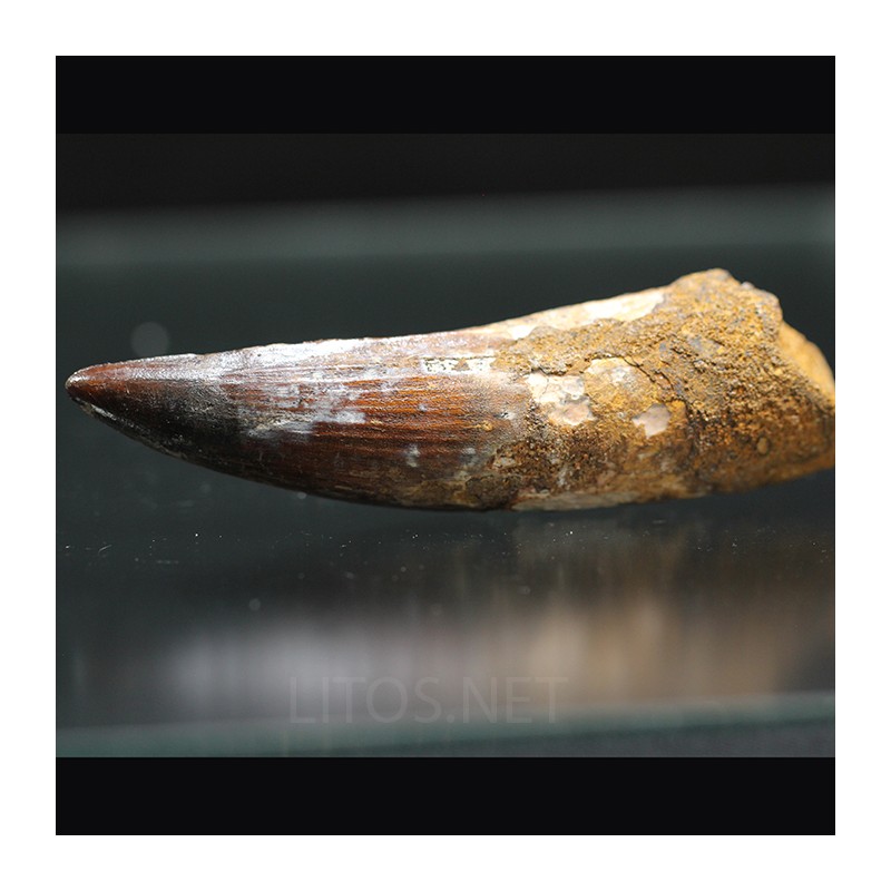 Spinosaurus aegyptiacus diente fosil