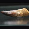 Spinosaurus aegyptiacus diente fosil
