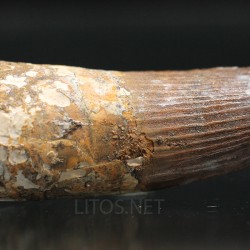 Spinosaurus aegyptiacus diente fosil