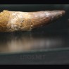 Spinosaurus aegyptiacus diente fosil