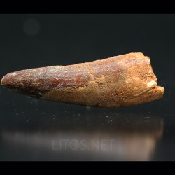 Spinosaurus aegyptiacus diente fosil