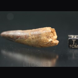 Spinosaurus aegyptiacus diente fosil