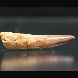 Spinosaurus aegyptiacus diente fosil
