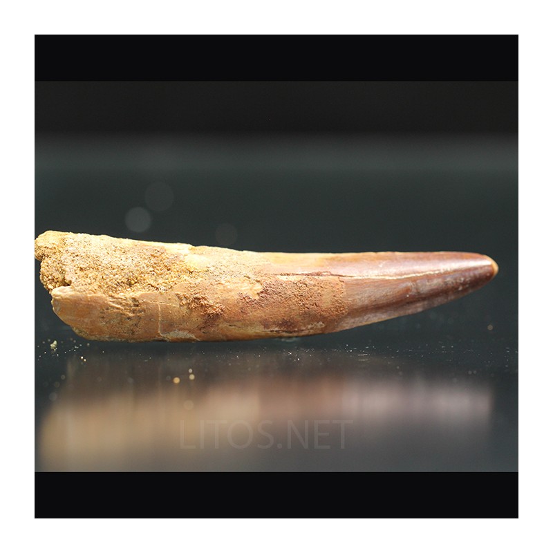 Spinosaurus aegyptiacus diente fosil