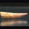 Spinosaurus aegyptiacus diente fosil