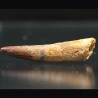 Spinosaurus aegyptiacus diente fosil