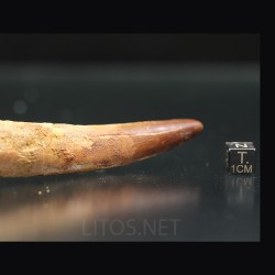 Spinosaurus aegyptiacus diente fosil