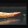 Spinosaurus aegyptiacus diente fosil