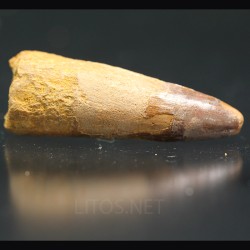 Spinosaurus aegyptiacus diente fosil