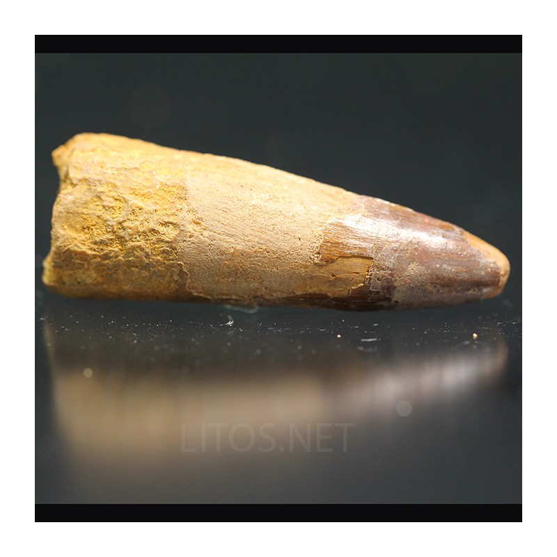Spinosaurus aegyptiacus diente fosil