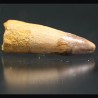 Spinosaurus aegyptiacus diente fosil