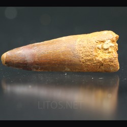Spinosaurus aegyptiacus diente fosil