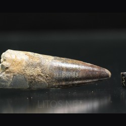 Spinosaurus aegyptiacus diente fosil