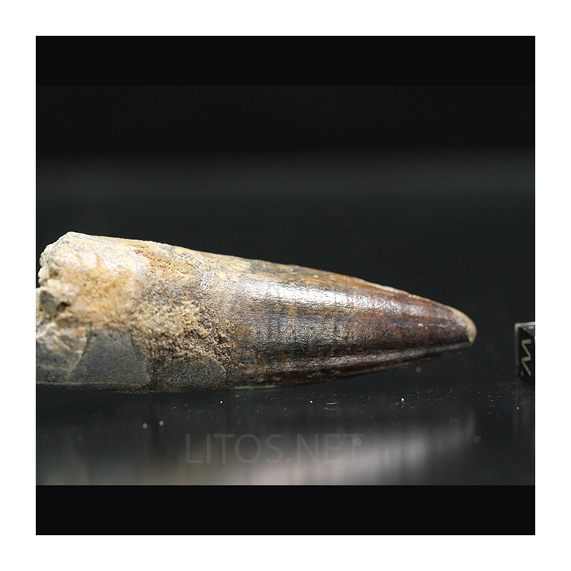 Spinosaurus aegyptiacus diente fosil