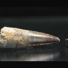Spinosaurus aegyptiacus diente fosil