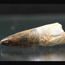 Spinosaurus aegyptiacus diente fosil