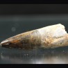 Spinosaurus aegyptiacus diente fosil