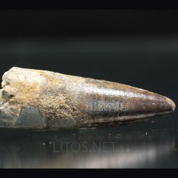 Spinosaurus aegyptiacus diente fosil