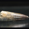Spinosaurus aegyptiacus diente fosil