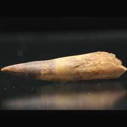 Spinosaurus aegyptiacus diente fosil
