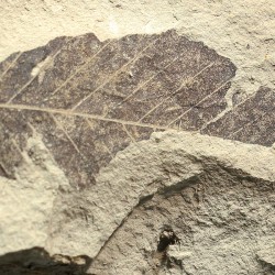Fagus