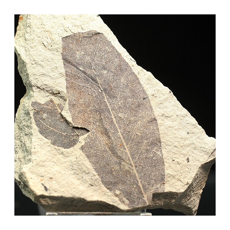 Fagus