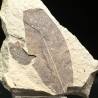 Fagus
