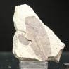 Fagus