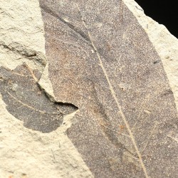 Fagus