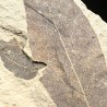 Fagus