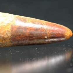 Spinosaurus aegyptiacus diente fosil