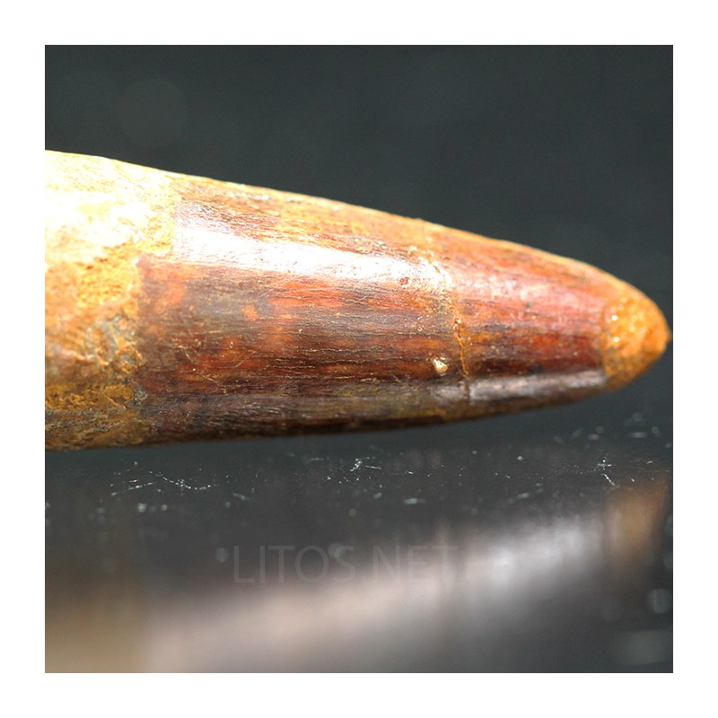 Spinosaurus aegyptiacus diente fosil