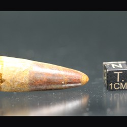 Spinosaurus aegyptiacus diente fosil