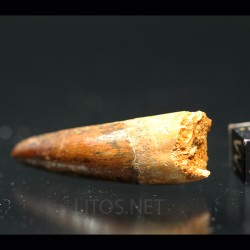 Spinosaurus aegyptiacus diente fosil