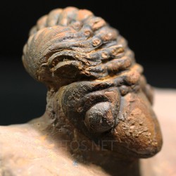 Trilobites reedops-cephalotes  -